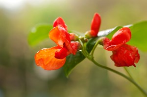 red beans flowers