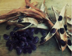 scarletrunnerseeds(lesssat)