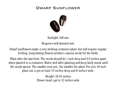 Mystery_DwarfSunflower